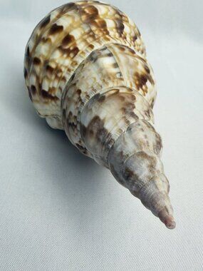 Tritons Trumpet Large Seashell Natural Spiral Whorls Markings Coastal Beach 9"